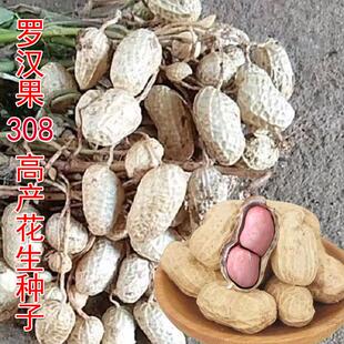 2025花生种子精选罗汉果308带壳晒干生花生农家粉皮小白沙新花生
