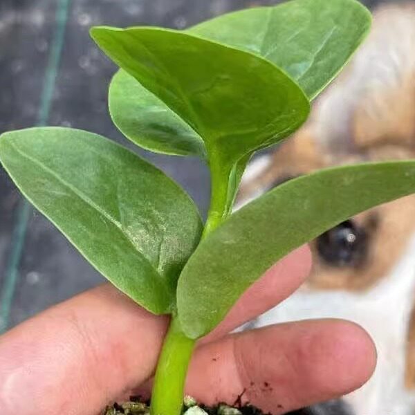 寿光圆叶木耳菜苗秧带土球春秋四季盆栽多次采收新鲜豆腐菜种子籽