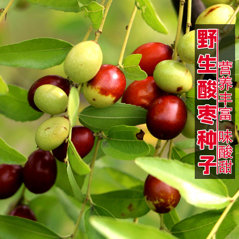 新摘酸枣种子野生酸枣种籽山枣角针硬枣大红枣树中药材硬枣枣树孑