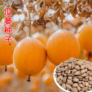 中药材瓜蒌种子吊瓜籽种瓜蒌籽苦瓜栝楼种瓜楼子籽多年生爬藤瓜果