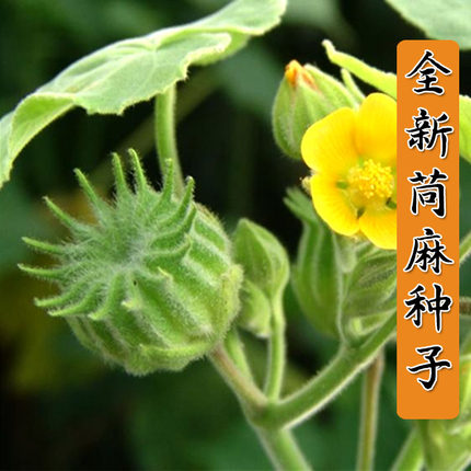 苘麻种子 青麻种籽 野苎麻 线麻冬葵种孑小苘子做麻绳用冬葵种籽