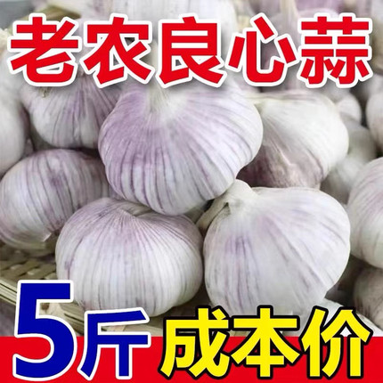 26年新干蒜大蒜头开封紫白皮大蒜种籽农家可种3斤5斤大蒜头大蒜种