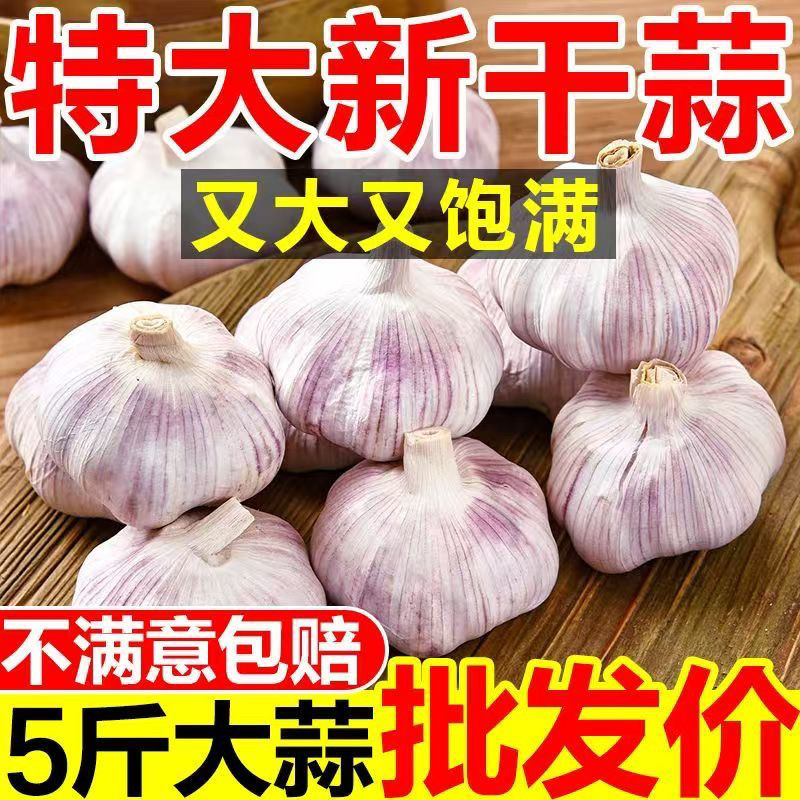 今年新干蒜大蒜头不是独蒜是白皮多瓣蒜特大蒜新蒜3斤5斤带箱称重