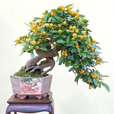 造型金豆树桩盆景吉祥迎喜山橘盆栽室内客厅净化空气四季常青植物