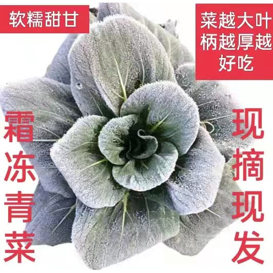 包邮新鲜霜冻苏州青菜露天矮脚青太湖菜黑菜上霜青菜油菜,水产肉类/新鲜蔬果/熟食,叶菜类,淘宝优惠券,粉丝福利购,淘宝优惠卷