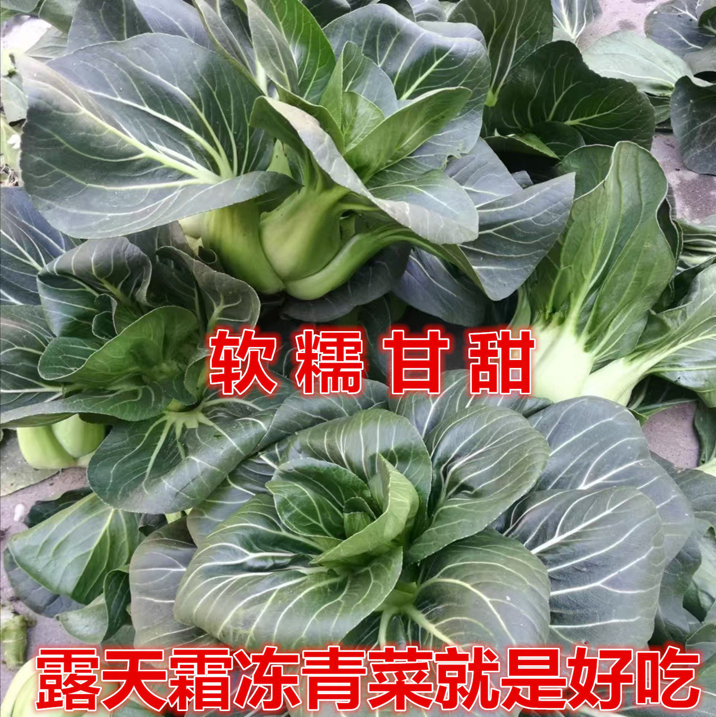 现摘现发苏北特产霜冻青菜矮脚苏州青时令黑菜叶菜蔬菜软糯甘甜,水产肉类/新鲜蔬果/熟食,叶菜类,淘宝优惠券,粉丝福利购,淘宝优惠卷
