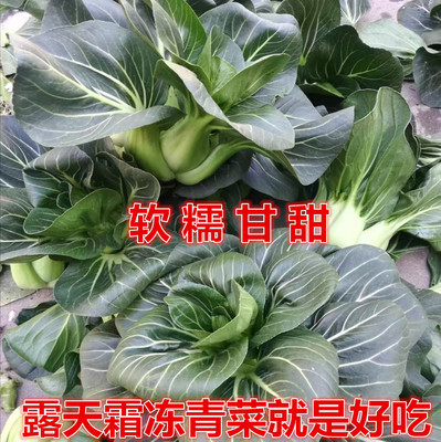 霜冻青菜矮脚黑菜叶菜蔬菜