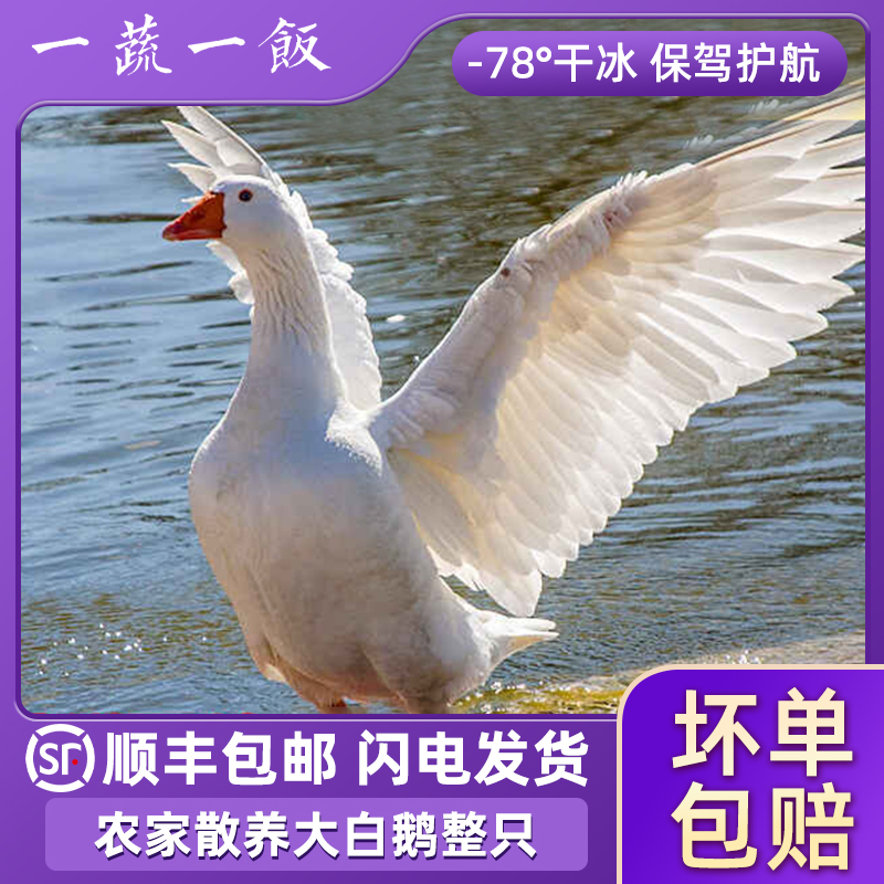 农家散养大白鹅整只活杀生鹅肉冷冻嫩鹅仔鹅白条鹅非老鹅顺丰包邮