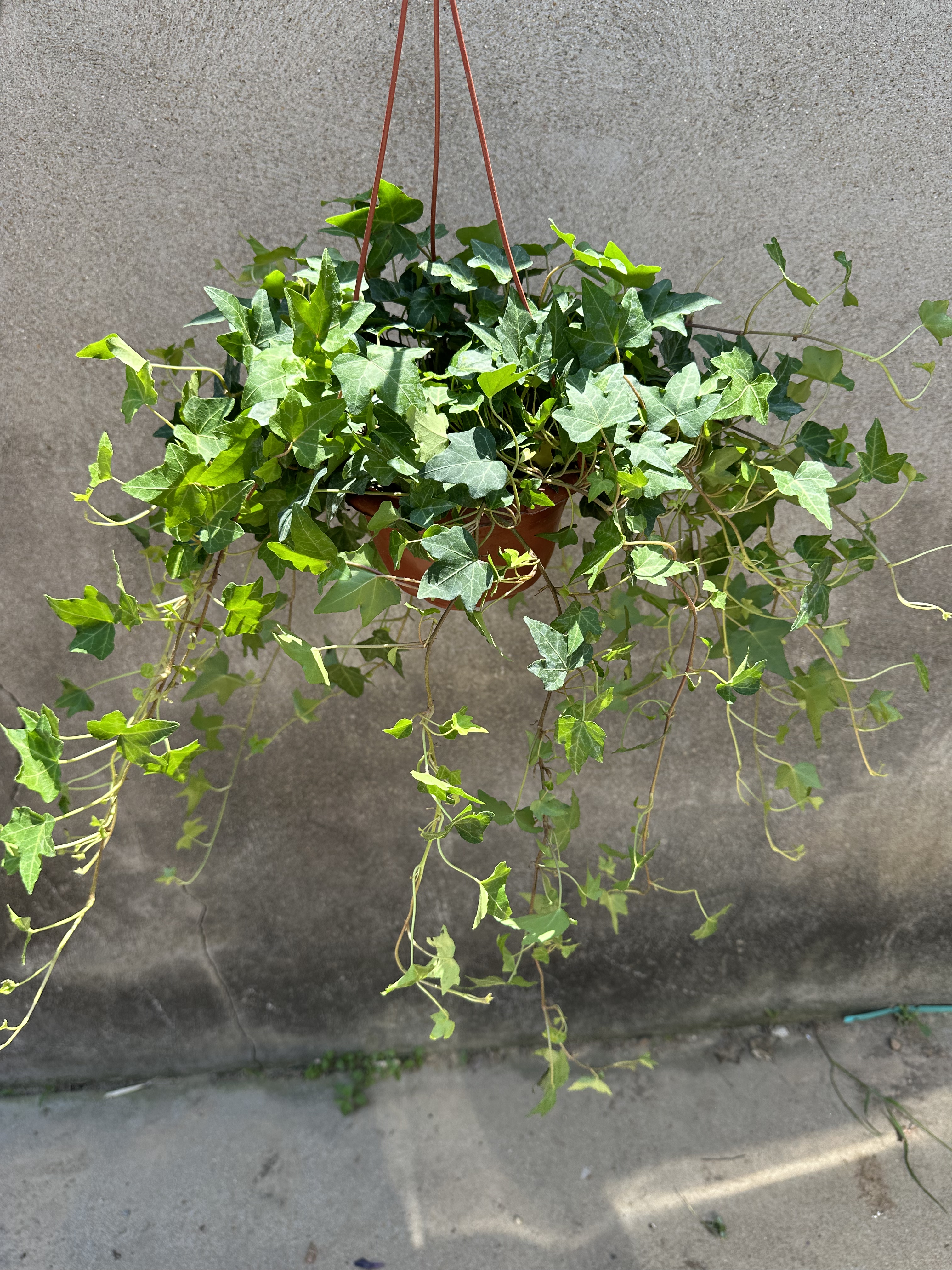 常春藤盆栽爬藤植物室内桌面好养耐阴花卉净化空气，四季常青