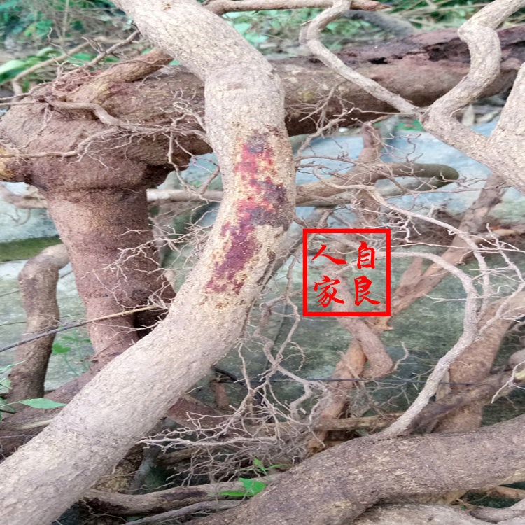 野生中药材飞龙掌血根皮血莲肠见血飞血见愁大救驾三百棒散500克