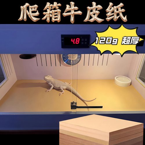 爬箱牛皮纸瓦楞垫材守宫鬃狮蜥蜴