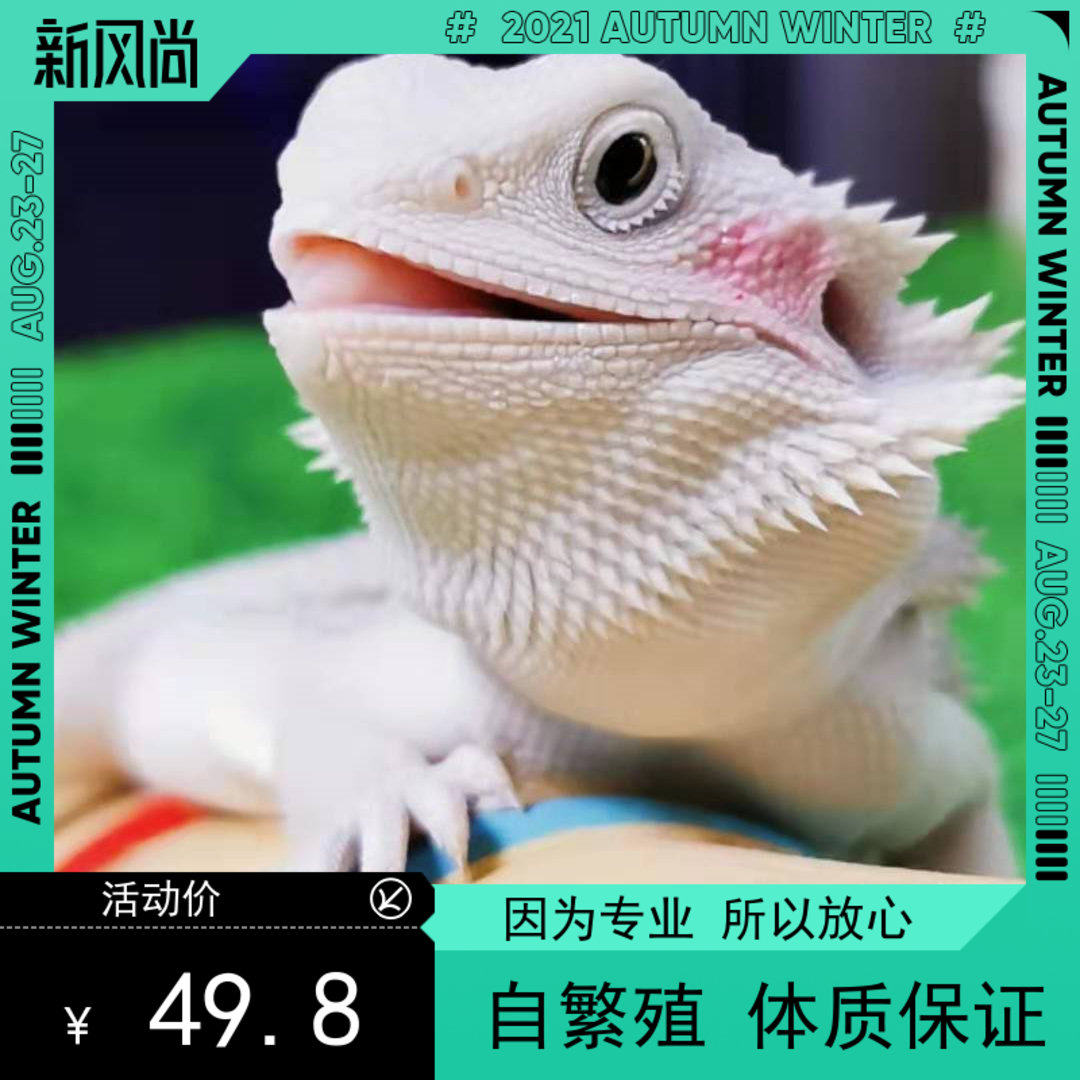 鬃狮蜥蜴爬宠虫温顺不咬人柑橘橙红黄系超白wit网红可爱zero包邮