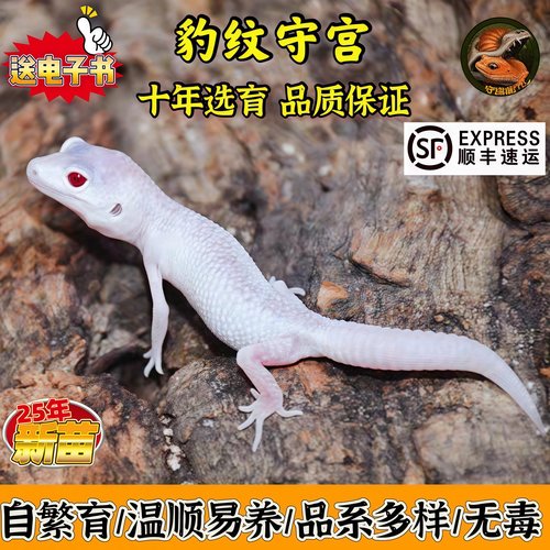 豹纹守宫幼体成体爬虫萌宠蜥蜴