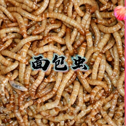 保鲜大麦黄粉豹纹肥尾仓鼠面包虫