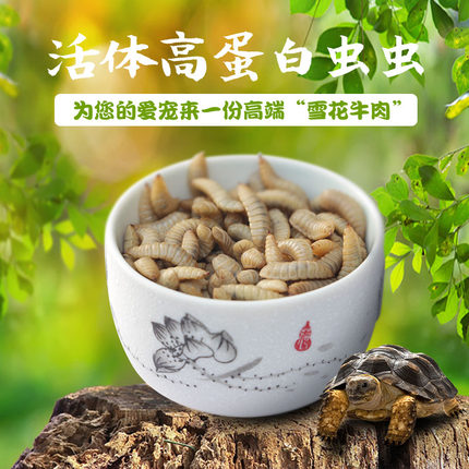 活体蛋白虫龟粮乌龟饲料鳄龟巴西龟草龟金钱龟食物高档龟料面包虫
