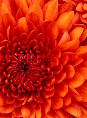 议价6MBP50RS120智能ipm模块G11/P11变频器5.5kw/7.5KW模块￥