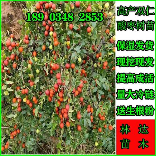 酸枣树苗药用高产双仁现挖现发