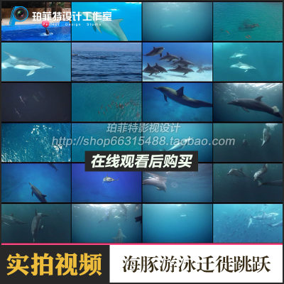 海豚游泳迁徙海豚跳跃聚集海洋生物高清实拍剪辑视频素材