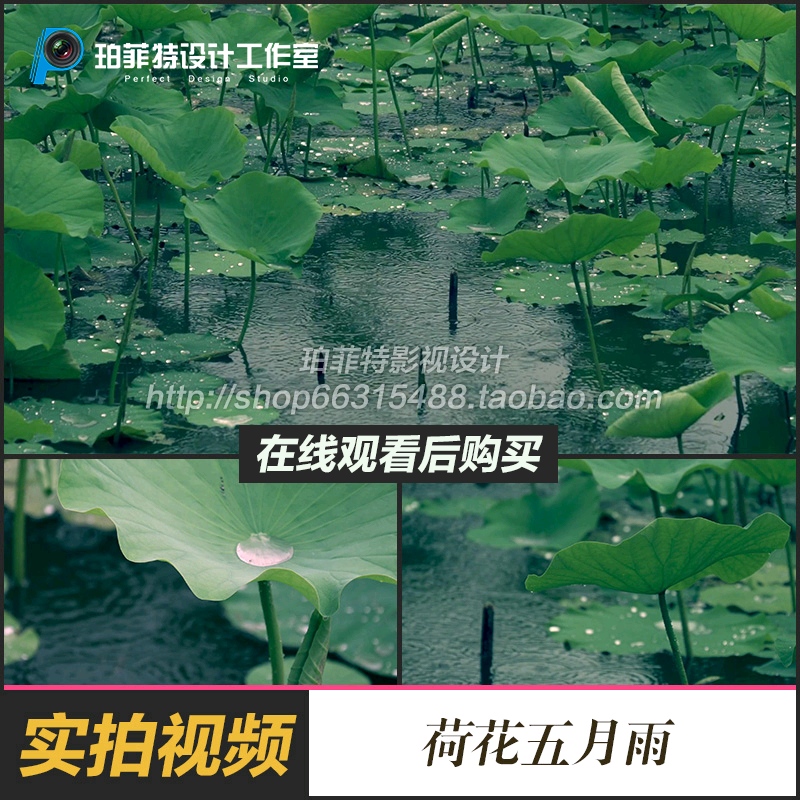 荷花池莲花池荷叶下雨湿润雨水季节五月雨实拍视频素材