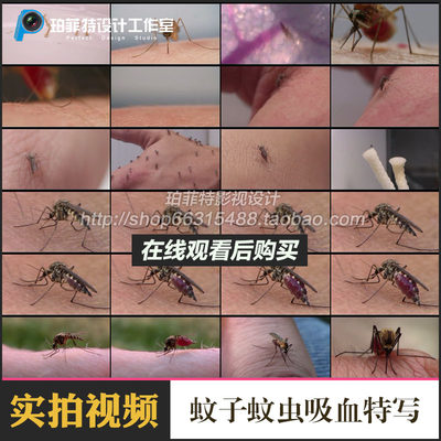 蚊子蚊虫吸血特写镜头医疗疾病传染源高清实拍剪辑视频素材