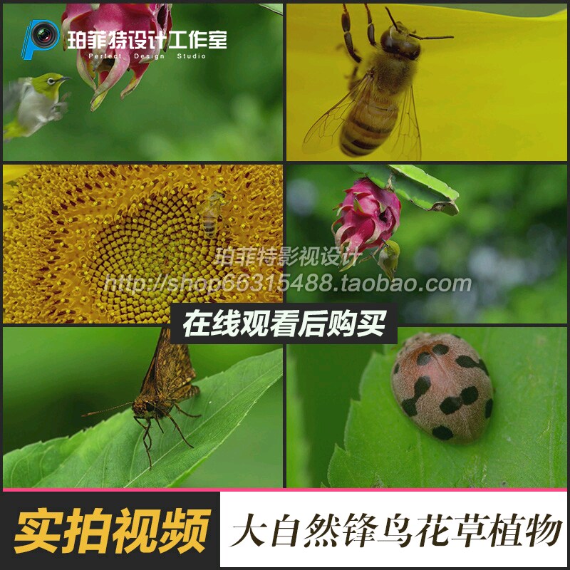 大自然 锋鸟 花草蜻蜓昆虫飞蛾蜜蜂植物宣传片实拍视频素材