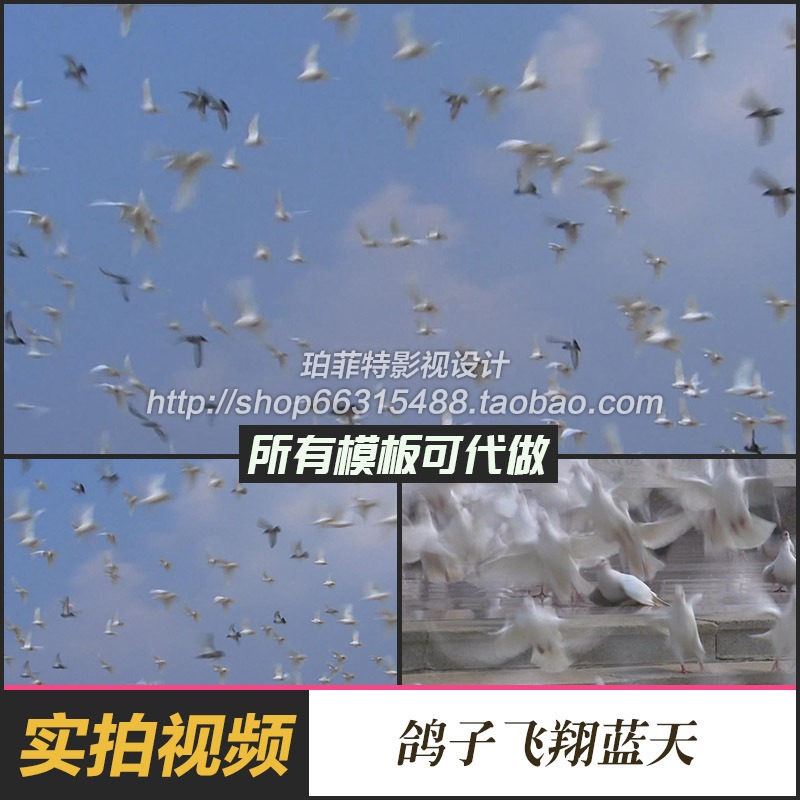 实拍视频素材 广场上白鸽起飞鸽子和平鸽飞翔蓝天壮观景象