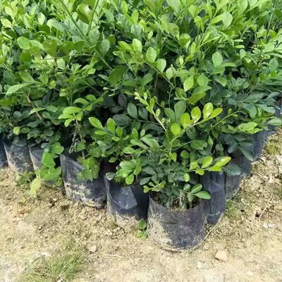 九里香盆栽水培植物室内外驱蚊草四季开花七里香好养绿植窗台阳台