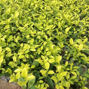 黄心榕苗  黄金榕苗 黄心榕 黄叶榕 榕树 行道园景绿篱树花苗包邮