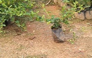 福建茶苗 灌木累 地被植物 福建茶小苗 地被植物 10棵起订