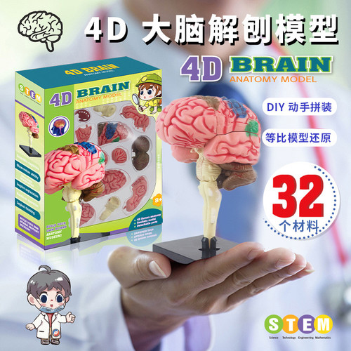 人体大脑解剖结构4D模型中小学生医学学习diy教具模型STEM玩具