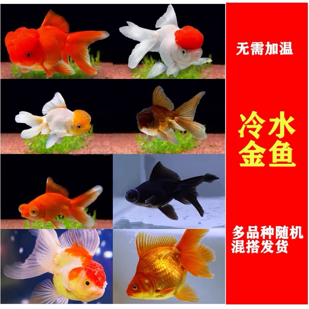 年中大促销金鱼锦鲤红草活鱼观赏鱼龙凤锦鲤龙年大吉好运锦鲤健康