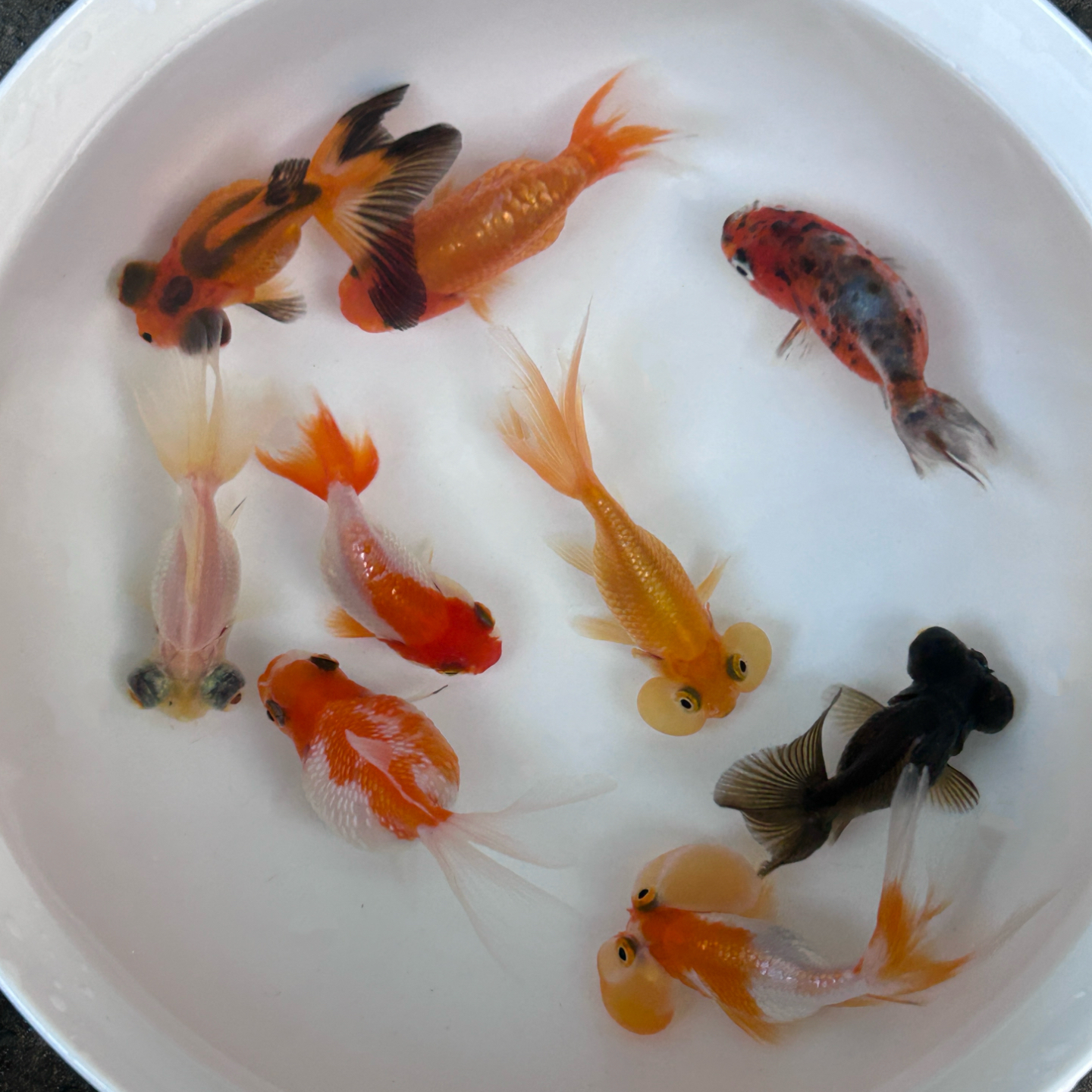 蝶尾水泡珍珠兰寿小金鱼观赏鱼鹤顶红狮黑龙鎏金冷水鱼组合金鱼苗