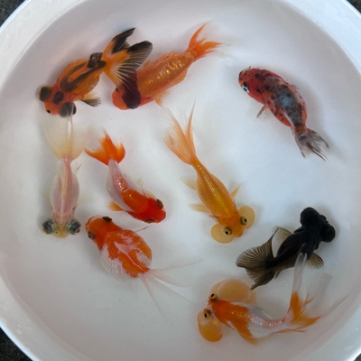 蝶尾水泡珍珠兰寿小金鱼观赏鱼鹤顶红狮黑龙鎏金冷水鱼组合金鱼苗