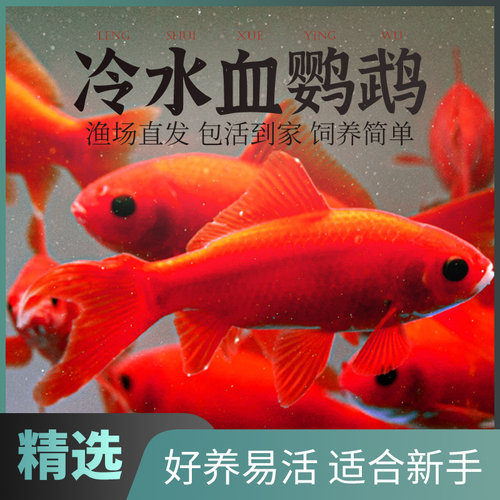 观赏鱼血鹦鹉鱼苗素材模板 观赏鱼血鹦鹉鱼苗图片下载 小麦优选