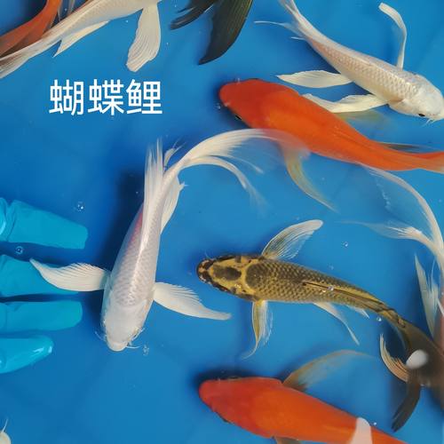 蝴蝶鲤普身大尾大鳍红蝴蝶熊猫鲤龙蝶鲤纯种鱼苗好养耐活观赏鱼