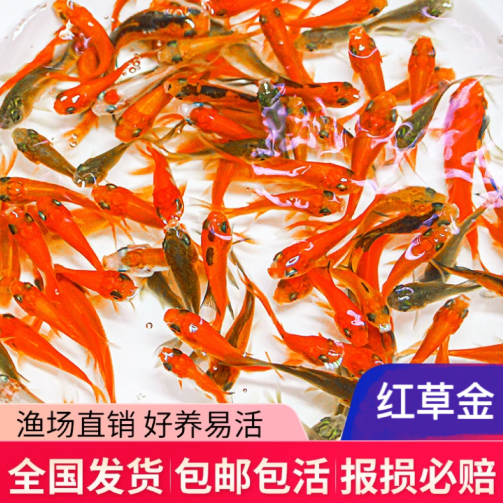 红草活体淡水锦鲫金鱼