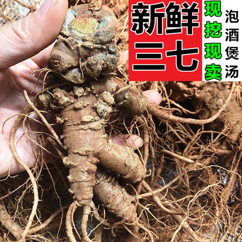 正宗云南文山新鲜三七500克泡酒