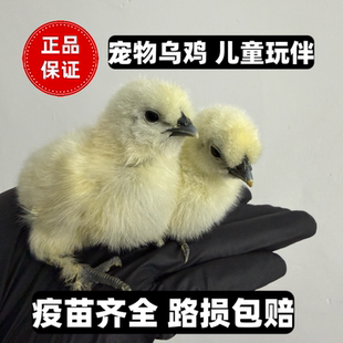 小鸡活体小鸡仔活的泰和小乌鸡家养宠物竹丝鸡仔可爱迷你小鸡观赏