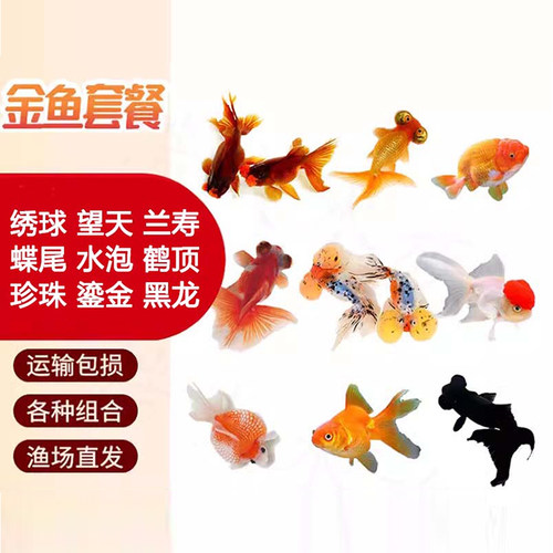 观赏金鱼红狮鹤顶鎏金兰寿蝶珍珠