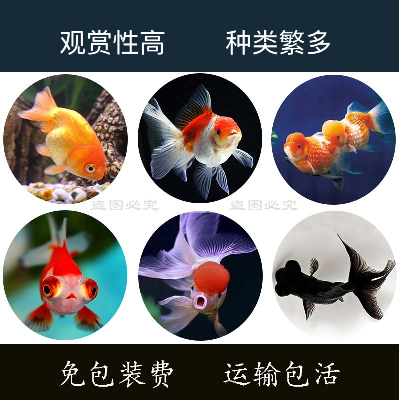 金鱼淡水珍珠兰寿包邮
