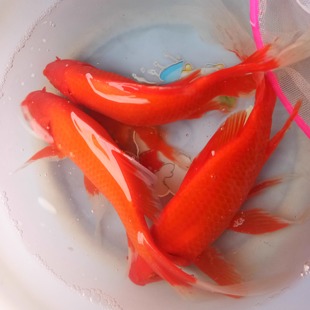 红草活鱼活体招财龙鱼饲料鱼观赏草金锦鲤锦鲫好养闯缸小金鱼耐活