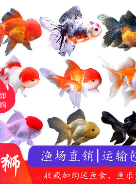 狮子头金鱼淡水活体鹤顶红狮金鱼