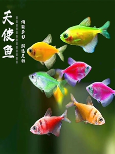 天使鱼观赏鱼小型热带鱼孔雀斑马老虎鱼苗淡水好养耐活群游七彩鱼