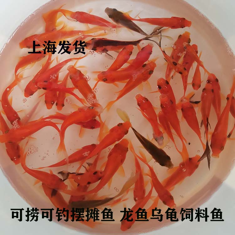 红草鱼活鱼饲料鱼摆摊捞鱼观赏鱼草鱼鲫鱼苗锦鲤宠物小金鱼闯缸鱼