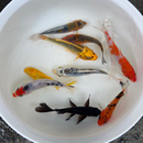 纯种小锦鲤观赏鱼白写绯写红白三色黄金冷水淡水活鱼小型好养耐活