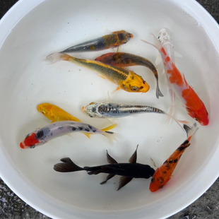 纯种小锦鲤观赏鱼白写绯写红白三色黄金冷水淡水活鱼小型好养耐活