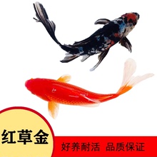 草金鱼长尾龙凤红草红白草花草黑金黄金白金冷水淡水观赏鱼好养活