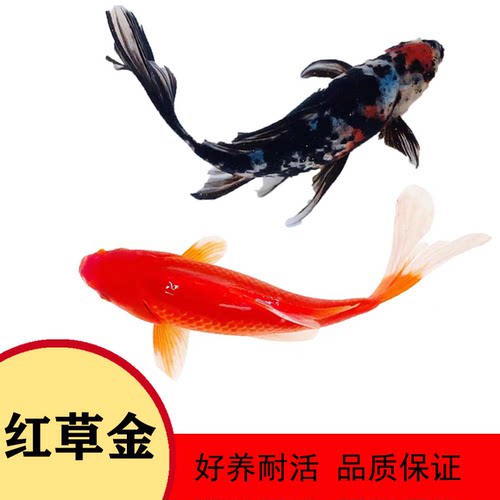 红草金锦鲫淡水好饲养观赏鱼长尾
