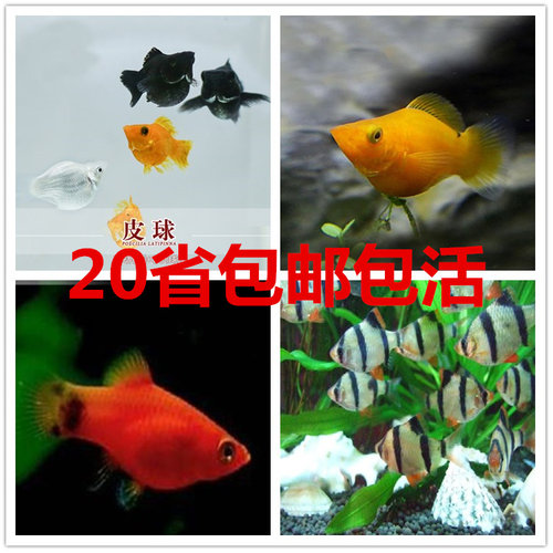 彩裙鱼孔雀鱼玛丽鱼热带鱼宠物鱼