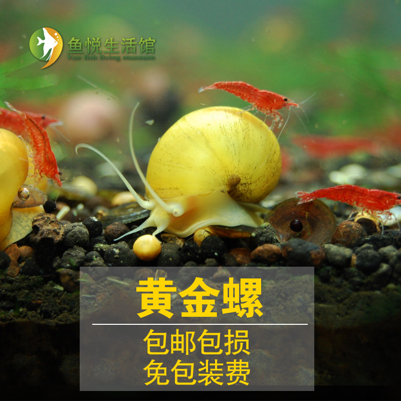 观赏神秘螺贝壳宠物螺黄色紫色白色蜗牛活体螺淡水清洁除藻工具螺